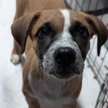 Devin -  Retriever and Collie Dog for Adoption in Minneapolis, Minnesota - Devin | PetCurious