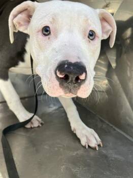 Rescue Mixed Breed Dogs for Adoption in Dallas, Texas - BLUE | PetCurious