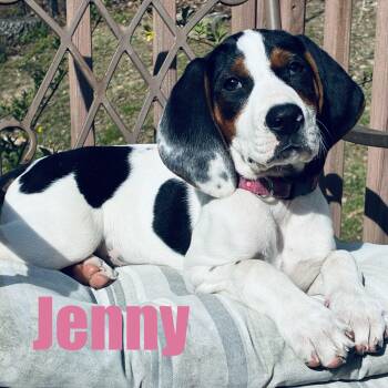 Hound and Mixed Breed Dogs Available for Adoption in Ellicott City, Maryland - Jenny | PetCurious