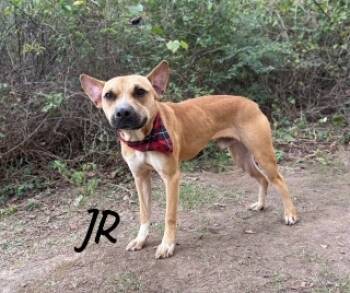 Rescue Pit Bull Terrier and Mixed Breed Dogs for Adoption in Joplin, Missouri - Jr 33721 | PetCurious