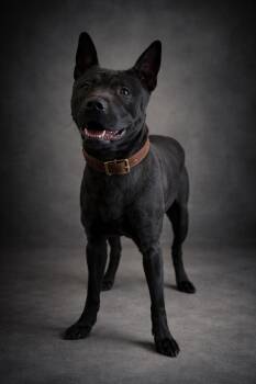 POKER -  Shepherd Dog for Adoption in Wooster, Ohio - POKER | PetCurious