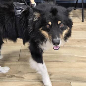 Kooper -  Husky Dog for Adoption in Newark, New Jersey - Kooper | PetCurious