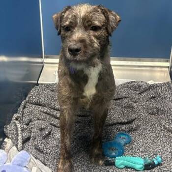 Knight -  Mixed Breed Dog for Adoption in Merriam, Kansas - Knight | PetCurious