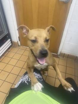 Abbie -  Terrier and Mixed Breed Dog for Adoption in Gainesville, Florida - Abbie | PetCurious