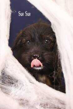 Sue-Sue -  German Shepherd Dog and Poodle Dog for Adoption in Whitestown, Indiana - Sue-Sue | PetCurious