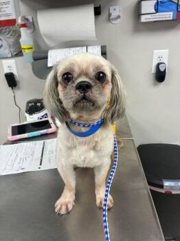 Woody -  Shih Tzu Dog for Adoption in Marietta, Georgia - Woody | PetCurious