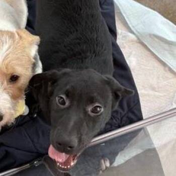 Mixed Breed Dogs Available for Adoption in Bentonville, Arkansas - Selena | PetCurious
