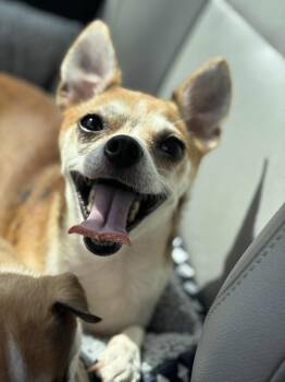 Rescue Chihuahua Dogs for Adoption in Piedmont, Oklahoma - Libby | PetCurious