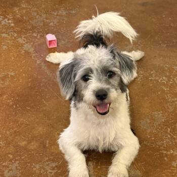 Joey -  Shih Poo Dog for Adoption in Baker, Louisiana - Joey | PetCurious