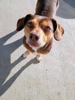Rescue Beagle and Dachshund Dogs for Adoption in Beatrice, Nebraska - Anica | PetCurious