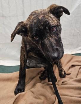 Mixed Breed Dogs Available for Adoption - Basmati | PetCurious