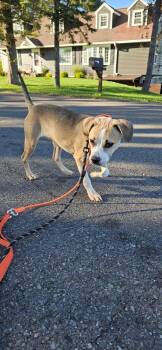 Rescue Mixed Breed Dogs for Adoption in Clay, New York - Cash | PetCurious