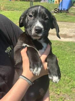 Stella III -  Labrador Retriever Dog for Adoption in Cambridge, Maryland - Stella III | PetCurious