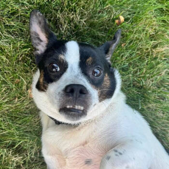 Rescue Rat Terrier and Beagle Dogs for Adoption - Harold | PetCurious