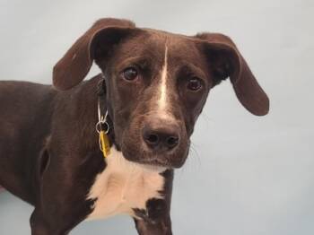 Rescue Labrador Retriever and Mixed Breed Dogs for Adoption in Golden Valley, Minnesota - Tina | PetCurious