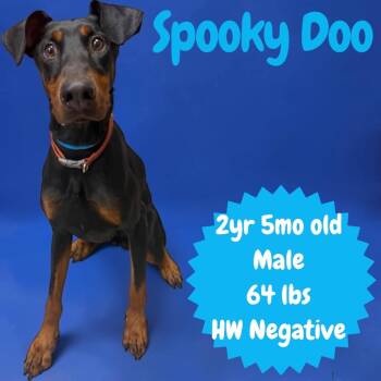 Spooky Doo -  Doberman Pinscher Dog for Adoption in Sorrento, Louisiana - Spooky Doo | PetCurious