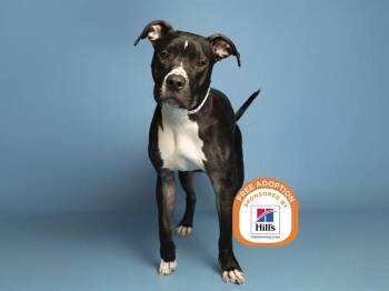 BRODY -  Pit Bull Terrier Dog for Adoption in Phoenix, Arizona - BRODY | PetCurious