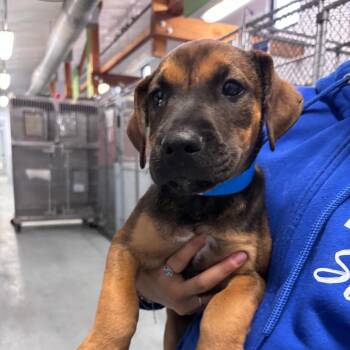 Dodge -  Labrador Retriever and Cattle Dog Dog for Adoption in Goleta, California - Dodge | PetCurious