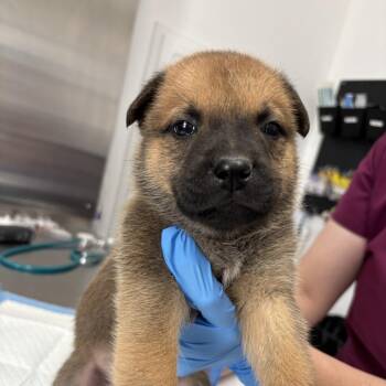 Shepherd and Mixed Breed Dogs Available for Adoption in Freeport, Florida - Daryl | PetCurious