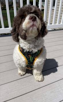 Poodle Dogs Available for Adoption - Rocky | PetCurious