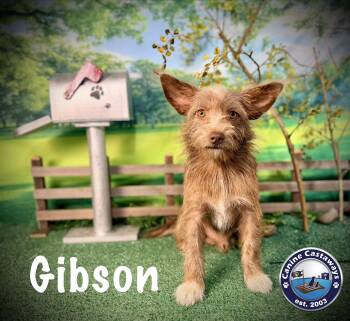 Gibson -  Irish Terrier and Border Terrier Dog for Adoption in Arcadia, Florida - Gibson | PetCurious