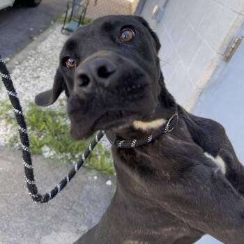 Hagrid -  Mastiff and Mixed Breed Dog for Adoption in Chesapeake, Virginia - Hagrid | PetCurious