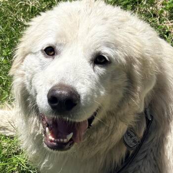 Great Pyrenees Dogs Available for Adoption in Indianapolis, Indiana - Louise - New To Rescue - Foster Needed | PetCurious