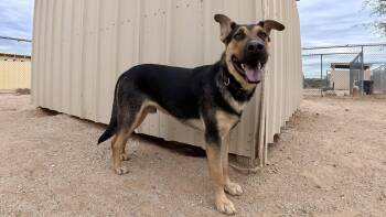 Crews -  German Shepherd Dog Dog for Adoption in San Tan Valley, Arizona - Crews | PetCurious