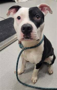 PETEY -  Pit Bull Terrier and Mixed Breed Dog for Adoption in Indianapolis, Indiana - PETEY | PetCurious