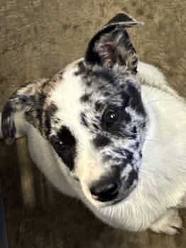 Albert -  Rat Terrier Dog for Adoption in Indiana, Pennsylvania - Albert | PetCurious