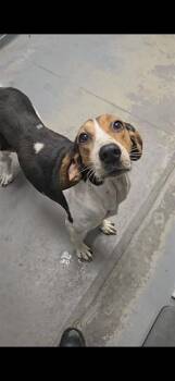 FAIRY -  English Coonhound Dog for Adoption in Tallahassee, Florida - FAIRY | PetCurious