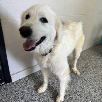 Stardust -  Great Pyrenees Dog for Adoption in Louisville, Kentucky - Stardust | PetCurious