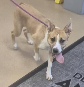 FUN DIP -  Pit Bull Terrier and Mixed Breed Dog for Adoption in Decatur, Illinois - FUN DIP | PetCurious