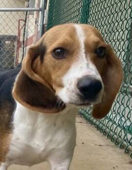 Arney -  Beagle Dog Available for Adoption in Honeoye Falls, New York - Arney | PetCurious