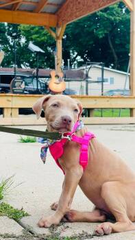 Melika -  Weimaraner and Mixed Breed Dog for Adoption in Clinton, Wisconsin - Melika | PetCurious