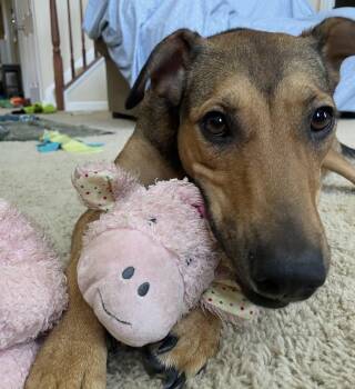Abigail (Abbey) -  Hound and Shepherd Dog for Adoption in Horn Lake, Mississippi - Abigail (Abbey) | PetCurious