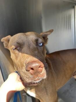 Rescue Pit Bull Terrier and Mixed Breed Dogs for Adoption in Fort Worth, Texas - BEYONCE | PetCurious