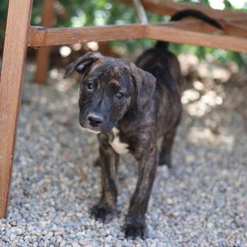 Terrier Dogs Available for Adoption in Hopkinton, Massachusetts - Annie | PetCurious