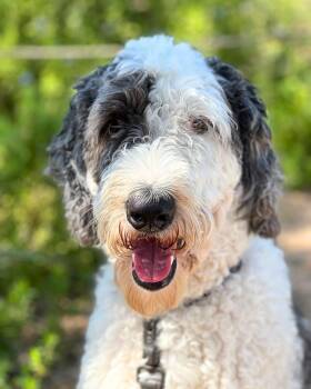 Bosco -  Sheepadoodle Dog for Adoption in Garland, Texas - Bosco | PetCurious