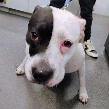 Mixed Breed Dogs Available for Adoption in Allentown, Pennsylvania - Lupita | PetCurious