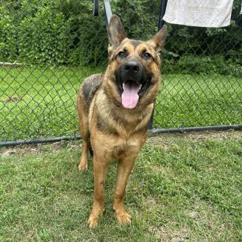 (HOLD)(Found) Scrabble -  German Shepherd Dog and Mixed Breed Dog for Adoption in Cabot, Arkansas - (HOLD)(Found) Scrabble | PetCurious