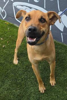 Butternut -  Terrier and Cattle Dog Dog for Adoption in New York, New York - Butternut | PetCurious