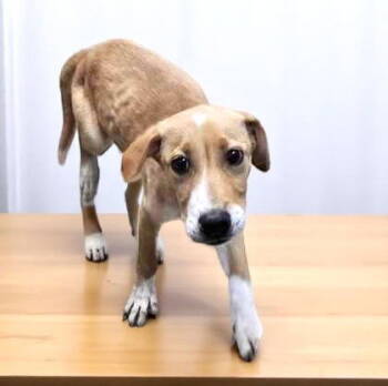 Rescue Affenpinscher Dogs for Adoption in Sullivan, Indiana - Bruce | PetCurious