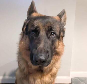German Shepherd Dog Dogs Available for Adoption - Bowie | PetCurious