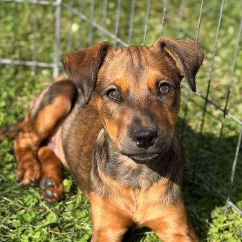 Dobby -  Shepherd and Mixed Breed Dog for Adoption in Pittsford, Vermont - Dobby | PetCurious