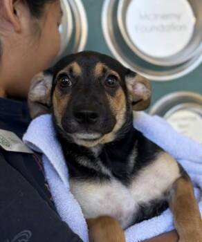 Zena -  Mixed Breed Dog for Adoption in Honolulu, Hawaii - Zena | PetCurious