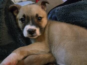 Terrier Dogs Available for Adoption - Harper | PetCurious