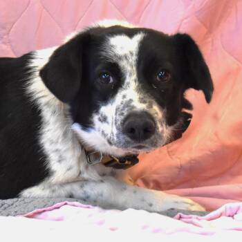 Dottie -  Australian Cattle Dog Blue Heeler and Border Collie Dog for Adoption in Rifle, Colorado - Dottie | PetCurious