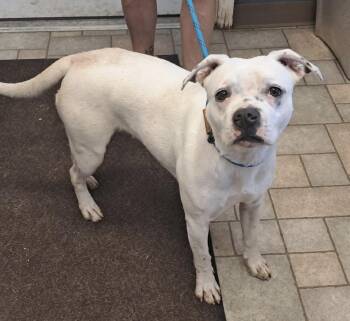 Michelle -  Boxer Dog for Adoption in Hollister, Missouri - Michelle | PetCurious