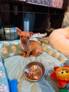 Cedar -  Chihuahua Dog for Adoption in Berlin, New Jersey - Cedar | PetCurious